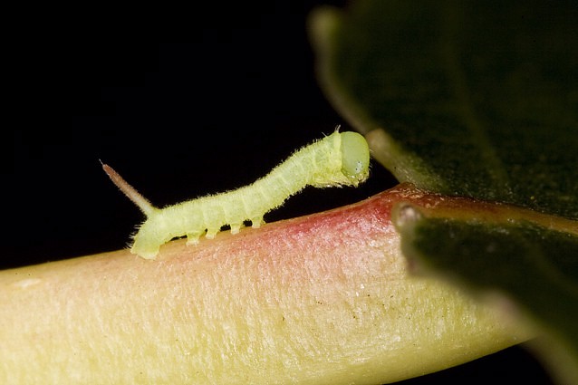 Newly hatched first instar larva of Smerinthus ocellatus atlanticus, Morocco. Photo: © Frank Deschandol.