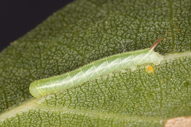 Fully-fed first instar larva of Smerinthus ocellatus atlanticus, Morocco. Photo: © Frank Deschandol.