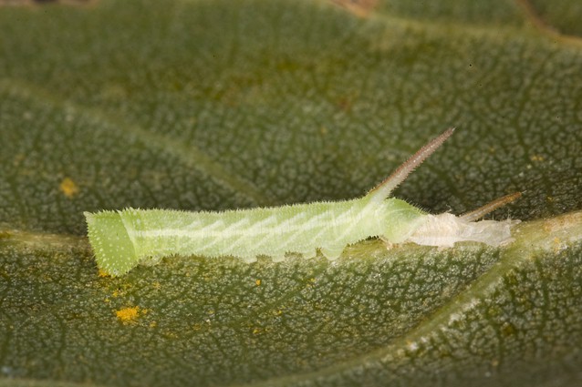Second instar larva of Smerinthus ocellatus atlanticus, Morocco. Photo: © Frank Deschandol.