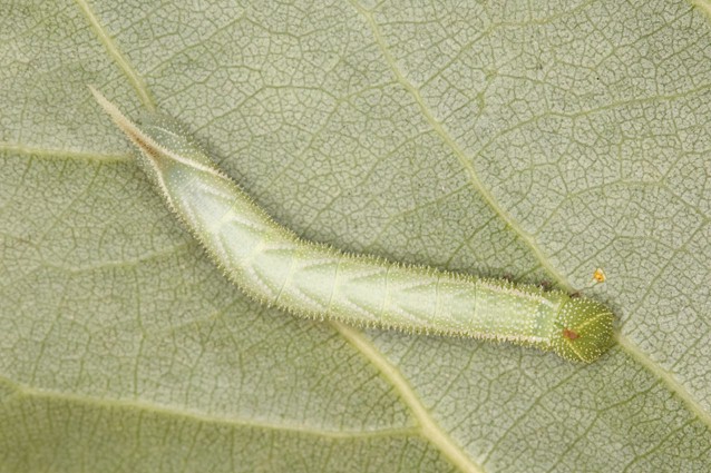 Third instar larva of Smerinthus ocellatus atlanticus, Morocco. Photo: © Frank Deschandol.