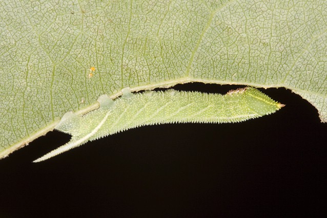 Third instar larva of Smerinthus ocellatus atlanticus, Morocco. Photo: © Frank Deschandol.