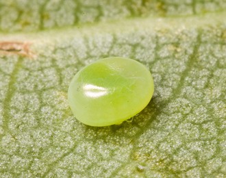 Egg of Smerinthus ocellatus atlanticus, Morocco. Photo: © Frank Deschandol.