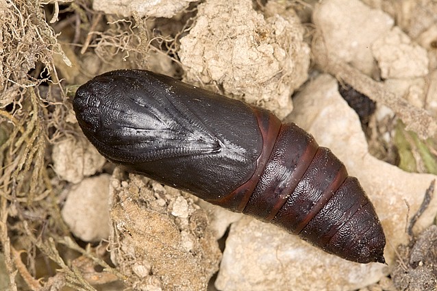 Pupa of Smerinthus ocellatus atlanticus, Morocco. Photo: © Frank Deschandol.