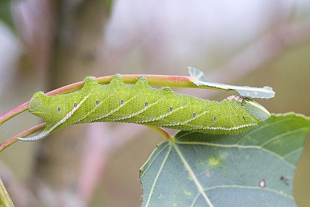 Full-grown green form larva of Smerinthus ocellatus atlanticus, Morocco. Photo: © Frank Deschandol.