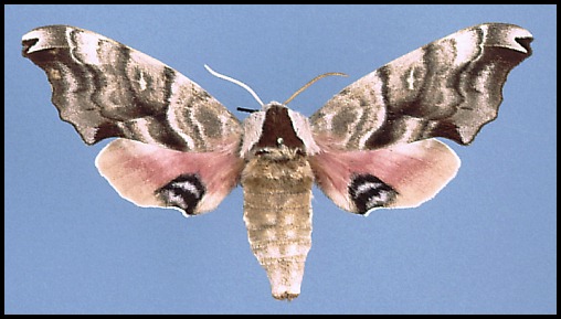 Female of Smerinthus caecus, Khabarovsk, Russian Far East.