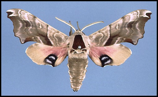 Male of Smerinthus caecus, Vladivostok, Russian Far East.