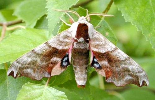 Male Smerinthus caecus, Transbaikalia, Russia. Photo: © Oleg Korsun