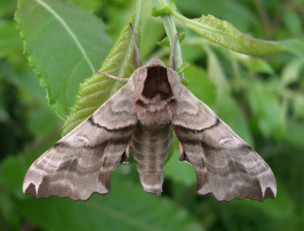 Male Smerinthus caecus, Siberia, Russia. Photo: © Tony Pittaway.