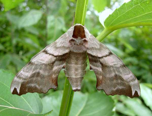 Female Smerinthus caecus, Siberia, Russia. Photo: © Tony Pittaway.