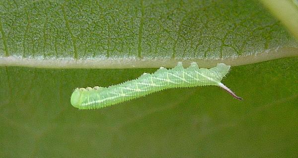 First instar larva of Smerinthus caecus, Siberia, Russia. Photo: © Tony Pittaway.