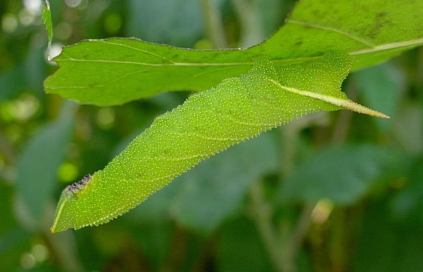 Fourth instar green form larva of Smerinthus caecus, Siberia, Russia. Photo: © Tony Pittaway.