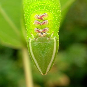 Head of final instar pale green form larva of Smerinthus caecus, Siberia, Russia. Photo: © Tony Pittaway.