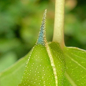 Horn of final instar pale green form larva of Smerinthus caecus, Siberia, Russia. Photo: © Tony Pittaway.