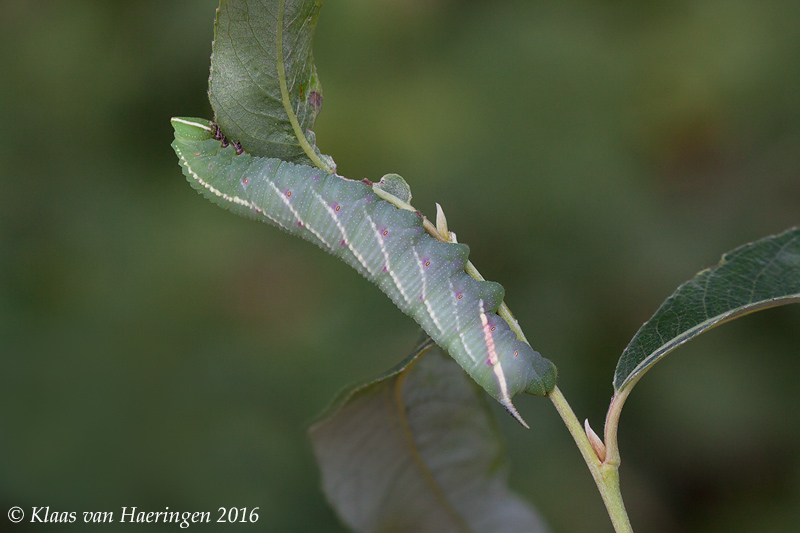 Final (fourth) instar bluish-green form larva of Smerinthus caecus, Primorskiy Krai, Russia, 2016. Photo: © Klaas van Haeringen.