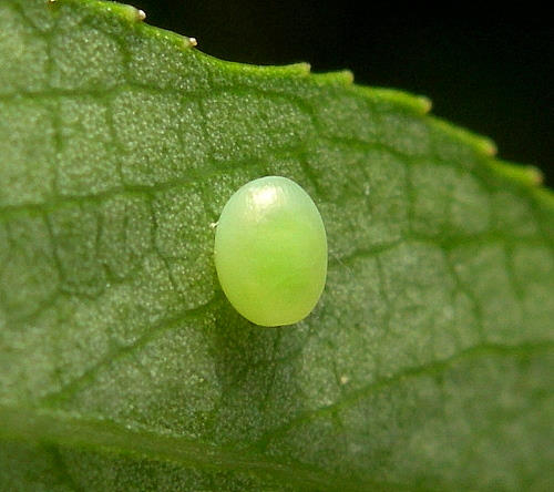 Egg of Smerinthus caecus, Siberia, Russia. Photo: © Tony Pittaway.