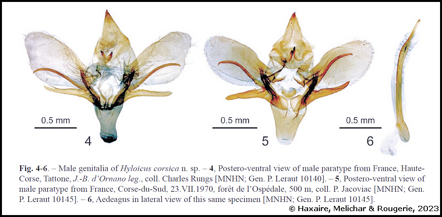 Male genitalia of Hyloicus corsica. Photo: © Haxaire, Melichar & Rougerie, 2023.