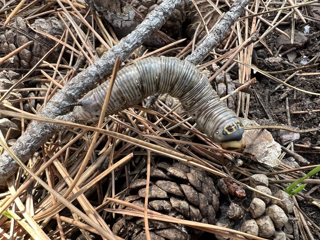 Full-grown, pre-pupation larva of Hyloicus corsica bearing many eggs of a tachinid parasitoid, Zonza, southern Corsica. Photo: © tobiwankenObi.
