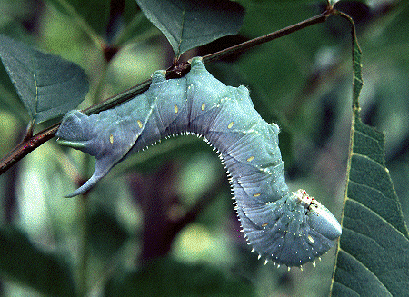 Full-grown larva of Sphinx franckii. Photo: © Tony Pittaway.