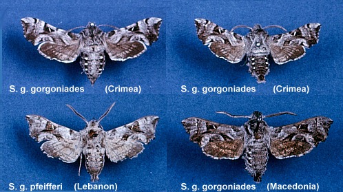 The forms of Sphingonaepiopsis gorgoniades