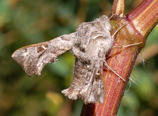 Adult Sphingonaepiopsis gorgoniades, Ilek River Valley, 30Km S Aktobe, N Kazakhstan. Photo: © Pavel Gorbunov.