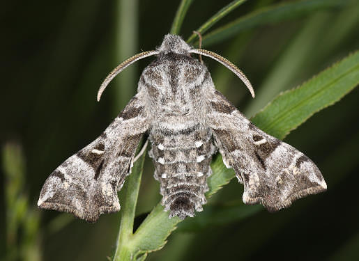 Male Sphingonaepiopsis gorgoniades (alert), Saratov/Volgograd area, southern Russia. Photo: © A. Zagorinsky.