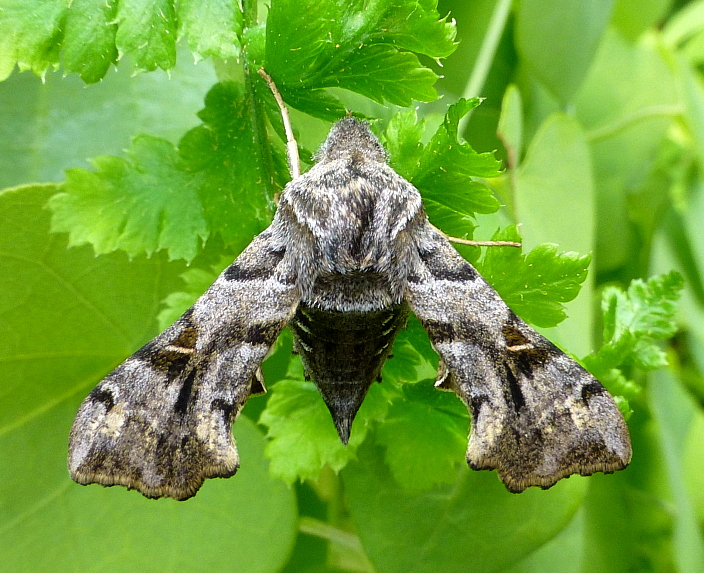 Male Sphingonaepiopsis gorgoniades, Crimea, Ukraine, bred 2017/18, leg. Serge Yevdoshenko. Photo: © Tony Pittaway.