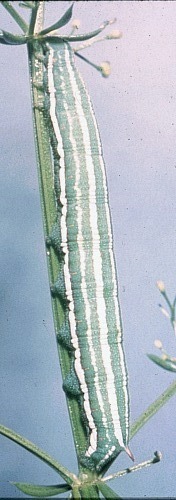 Full-grown larva of Sphingonaepiopsis gorgoniades, Macedonia. Photo: © E. Bodi.