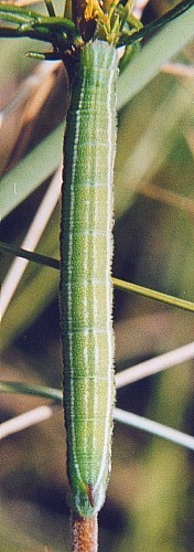 Final instar larva of Sphingonaepiopsis gorgoniades, Russia. Photo: © Serge Yevdoshenko.