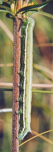 Final instar larva of Sphingonaepiopsis gorgoniades, Russia. Photo: © Serge Yevdoshenko.