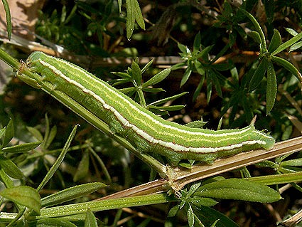 Full-grown green form larva of Sphingonaepiopsis gorgoniades, eastern Crimea, Ukraine, 25.VI.2007. Photo: © Vyacheslav Ivonin & Natalie Ivonina.