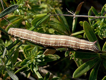 Full-grown brown form larva of Sphingonaepiopsis gorgoniades, eastern Crimea, Ukraine, 28.VI.2007. Photo: © Vyacheslav Ivonin & Natalie Ivonina.