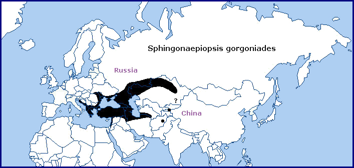 Global distribution of Sphingonaepiopsis gorgoniades. Map: © Tony Pittaway.