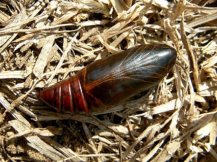 Pupa of Sphingonaepiopsis gorgoniades, eastern Crimea, Ukraine. Photo: © Vyacheslav Ivonin & Natalie Ivonina.