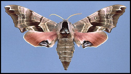 Female Smerinthus kindermannii, Akbez, Turkey.