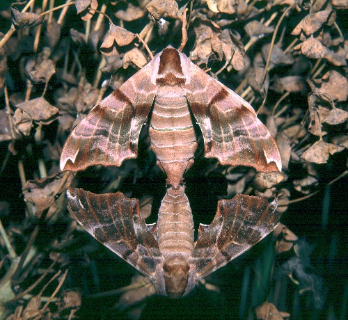 Mating pair of Smerinthus kindermannii, Turkey. Photo: © Tony Pittaway.