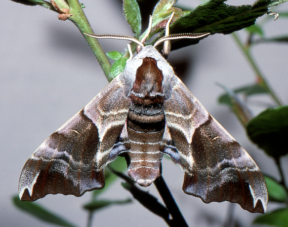 Male of Smerinthus kindermannii (dark grey form), Turkey. Photo: © Tony Pittaway