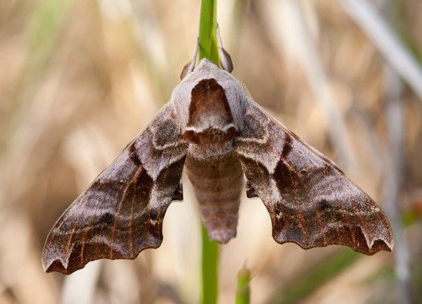 Male Smerinthus kindermannii, Bakanas, Ili river, SE Kazakhstan, 9-10.v.2013. Photo: © Svyatoslav Knyazev.