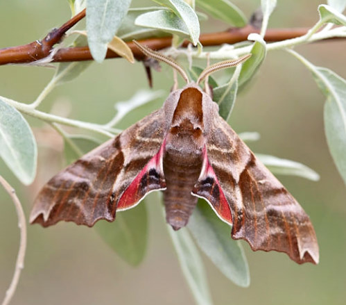 Male Smerinthus kindermannii, Bakanas, Ili river, SE Kazakhstan, 9-10.v.2013. Photo: © Svyatoslav Knyazev.