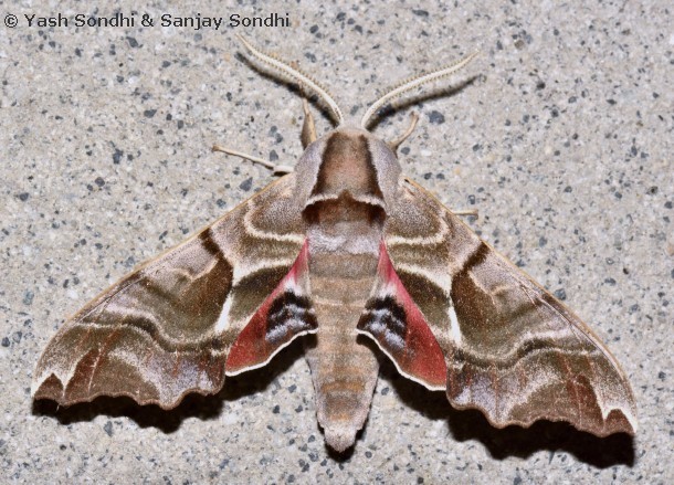 Male Smerinthus kindermannii, Tiggur, Nubra Valley, Ladakh, India, 2.vii.2016. Photo: © Yash Sondhi & Sanjay Sondhi.