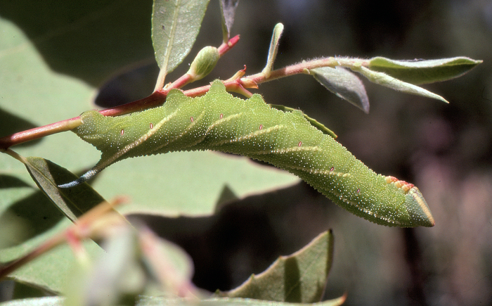 Green larval form of Smerinthus kindermannii, Shiraz, Iran, 1984. Photo: © Tony Pittaway.