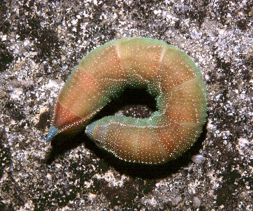 Pre-pupation larva of Smerinthus kindermannii, Turkey. Photo: © Tony Pittaway.