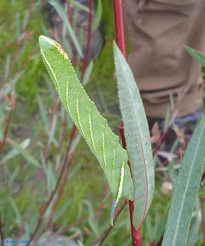 Green larval form of Smerinthus kindermannii, Utror, Swat Valley, Khyber Pakhtunkhwa, Pakistan. Photo: © Azan Karam.