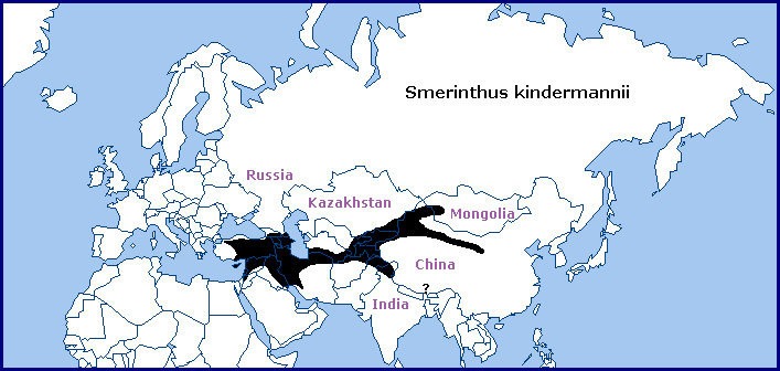 Global distribution of Smerinthus kindermannii. Map: © Tony Pittaway.