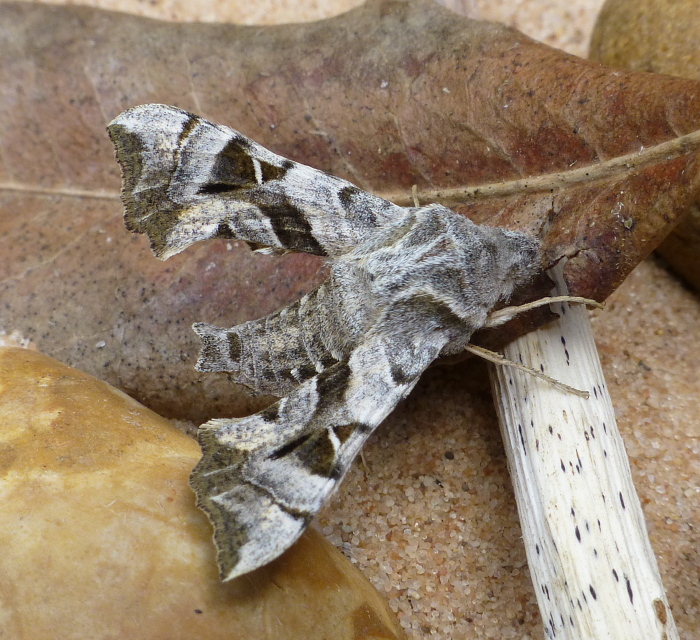 Male Sphingonaepiopsis kuldjaensis, near Almaty, Kazakhstan, bred 2018/19, leg. Serge Yevdoshenko. Photo: © Tony Pittaway.