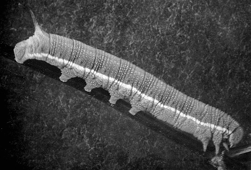Full-grown larva of Sphingonaepiopsis kuldjaensis, near Tashkent, Uzbekistan, 1250m. Photo: © Vadim Zolotuhin.