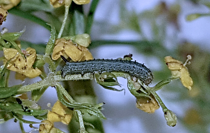 Second instar larva of Sphingonaepiopsis kuldjaensis (bred), near Almaty, Kazakhstan, 2017. Photo: © Serge Yevdoshenko.
