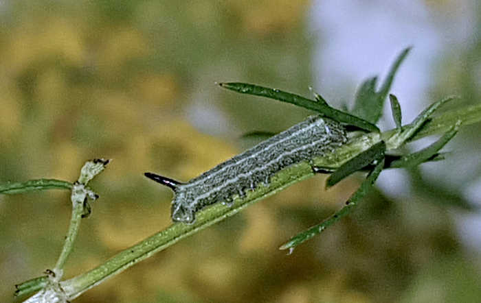 Third instar larva of Sphingonaepiopsis kuldjaensis (bred), near Almaty, Kazakhstan, 2017. Photo: © Serge Yevdoshenko.
