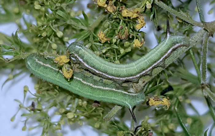 Fourth instar larva of Sphingonaepiopsis kuldjaensis (bred), near Almaty, Kazakhstan, 2017. Photo: © Serge Yevdoshenko.