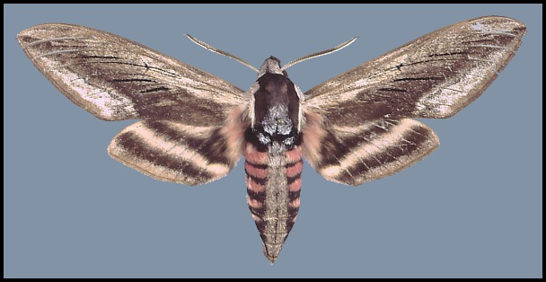 Male Sphinx ligustri, Hammam-Meskoutine, Algeria. HOLOTYPE of Sphinx ligustri nisseni.