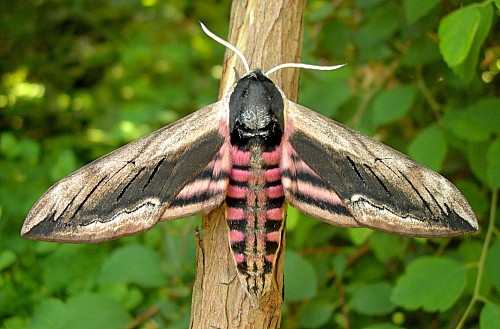 Alarmed male Sphinx ligustri, Oxfordshire, England. Photo: © Tony Pittaway